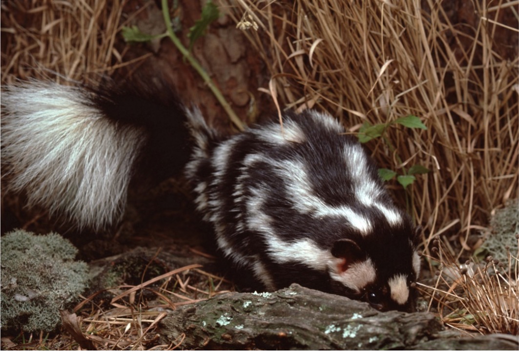 <p>What animal is this?</p>