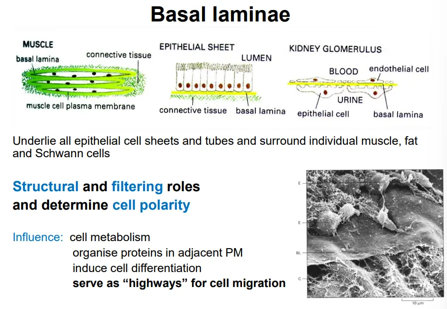 <ul><li><p>the basal laminae is a specialised form of ECM that lies underneath epithelial cells and surrounds muscle, fat, and schwann cells to facilitate anchorage to connective tissue</p></li><li><p>this is primarily made up of layers of network-forming collagen sheets, with laminin glycoproteins</p></li></ul><p>this has multiple regulatory roles, eg:</p><ul><li><p>determining cell polarity if needed</p></li><li><p>filtering intake of molecules</p></li><li><p>organise proteins in adjacent plasma membrane</p></li><li><p>induce cell differentiation</p></li><li><p>serve as “highways” for cell migration</p></li></ul><p></p>