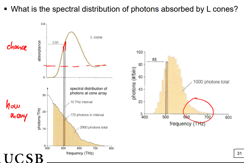 <p>each type of cone has a different peak sensitivity, which is the frequency at which it’s sensitivity is the greatest</p><ul><li><p>photopigment molecules are, themselves, spectrally sensitive</p></li></ul><p></p>