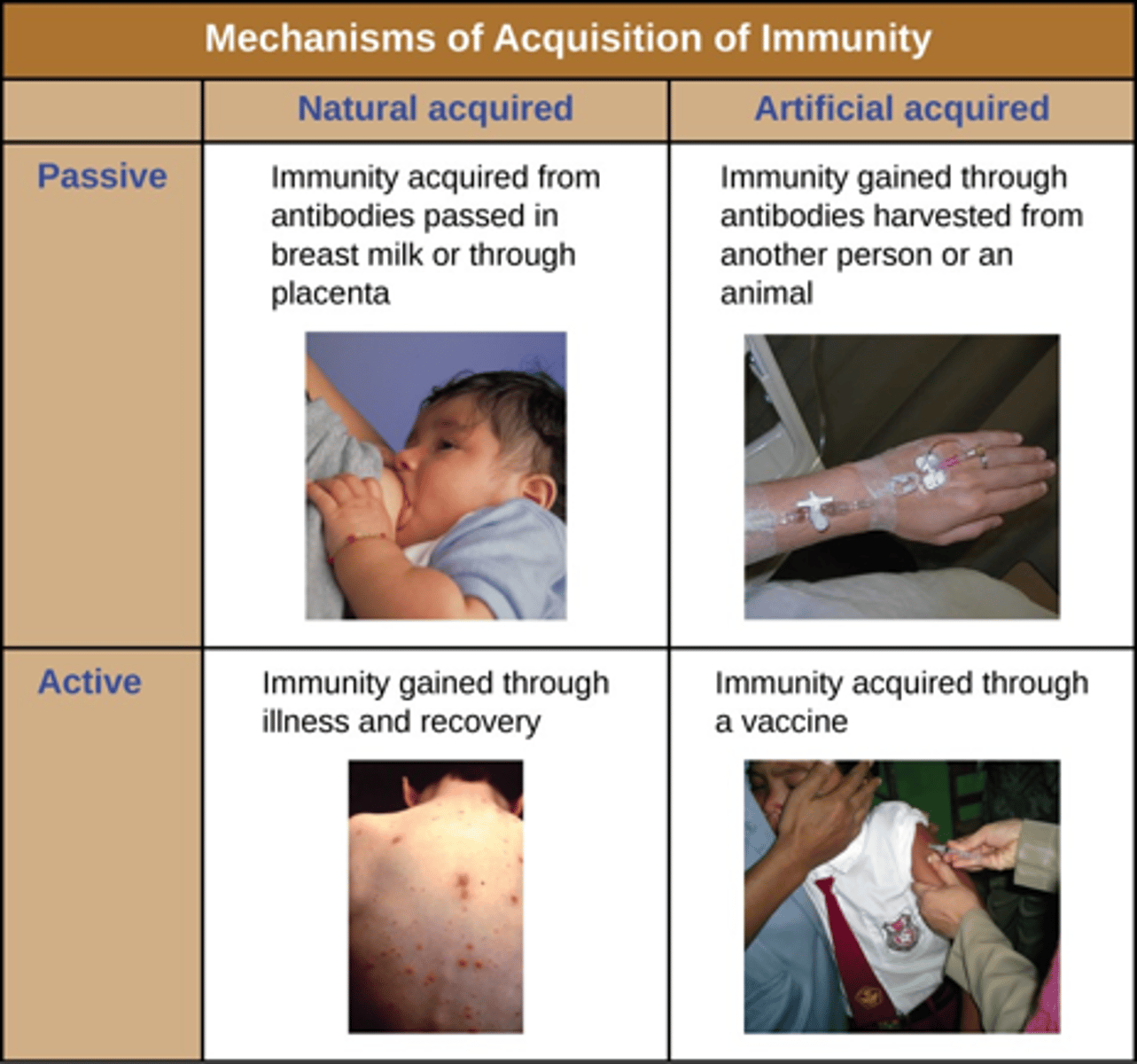 <p>- Development of antibodies</p><p>- Effective after several weeks but lasts years</p><p>- Natural: Direct exposure to antigen</p><p>- Artificial: Vaccinations</p>