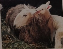 <p>long heavy fleece. dense  and long and hangs freely. tall breeds. originated in england in 1700s, but declined in usage over the years in favor of other fine wool breeds.  reestablished in 1990 through importing sheep from australia. listed as endangered livestock breed. easy to raise and handle. do not respond well to herding dogs and often the entire flock turn against the dog.</p>