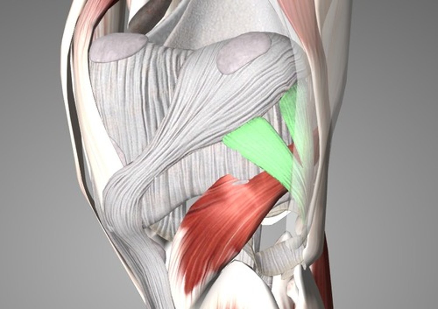 <p>runs from posterior aspect of fibular head and superomedially to over the tendon of popliteus</p>