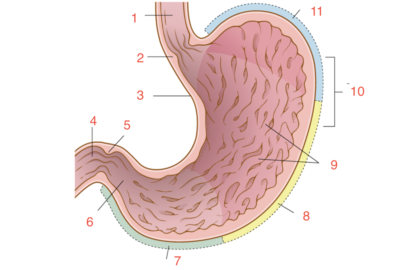 <p>What is number 11</p>