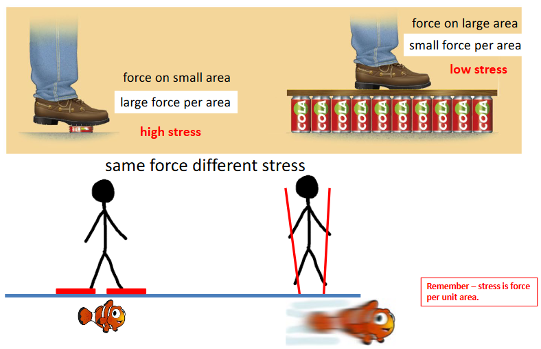 <ul><li><p>Not the same as force → important to distinguish between them. </p></li><li><p>Stress is the force applied per unit area (S=F/A)</p></li></ul><p></p>