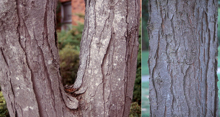 <p>thornless honeylocust, Gleditsia triacanthos (inermis), Fabaceae</p>