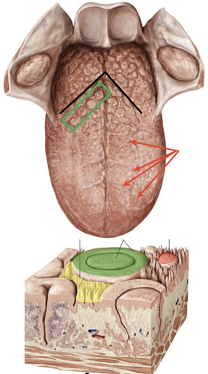 <p>the papillae</p>