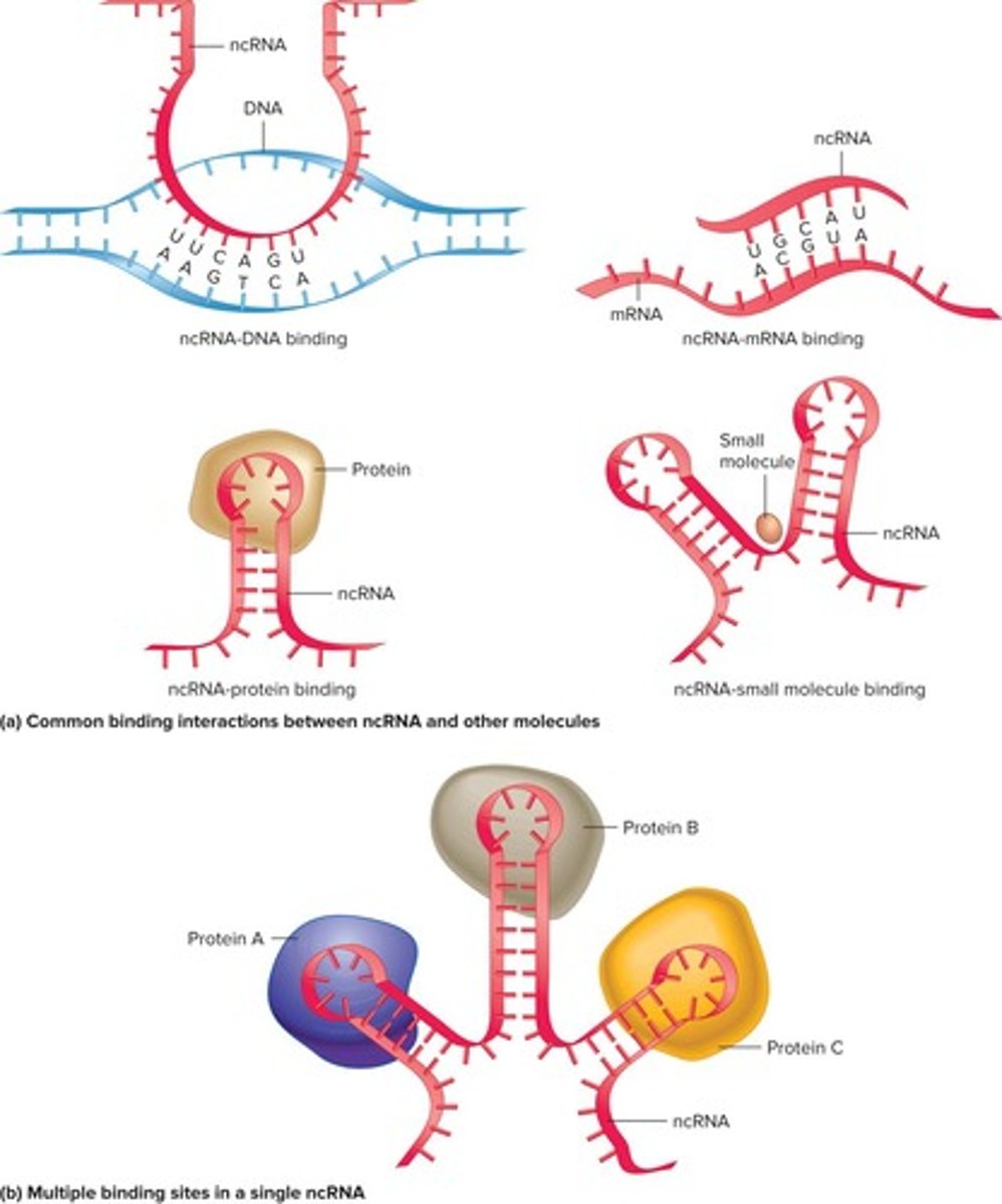 <p>ncRNAs bind to DNA, other RNAs, and proteins.</p>