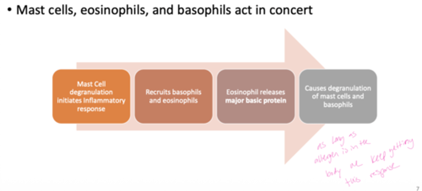 <p>A: The inflammatory signals recruit basophils and eosinophils to the site of exposure.</p>