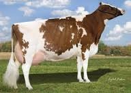 <p>What is this dairy beed?</p>