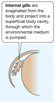 <ul><li><p>Protected structures that extend from the body and are covered by plates, reducing vulnerability.</p><ul><li><p>Example: Fish possess internal gills under the operculum, allowing unidirectional flow of water over the gills, which is vital for efficient countercurrent exchange.</p></li></ul></li></ul><p></p>
