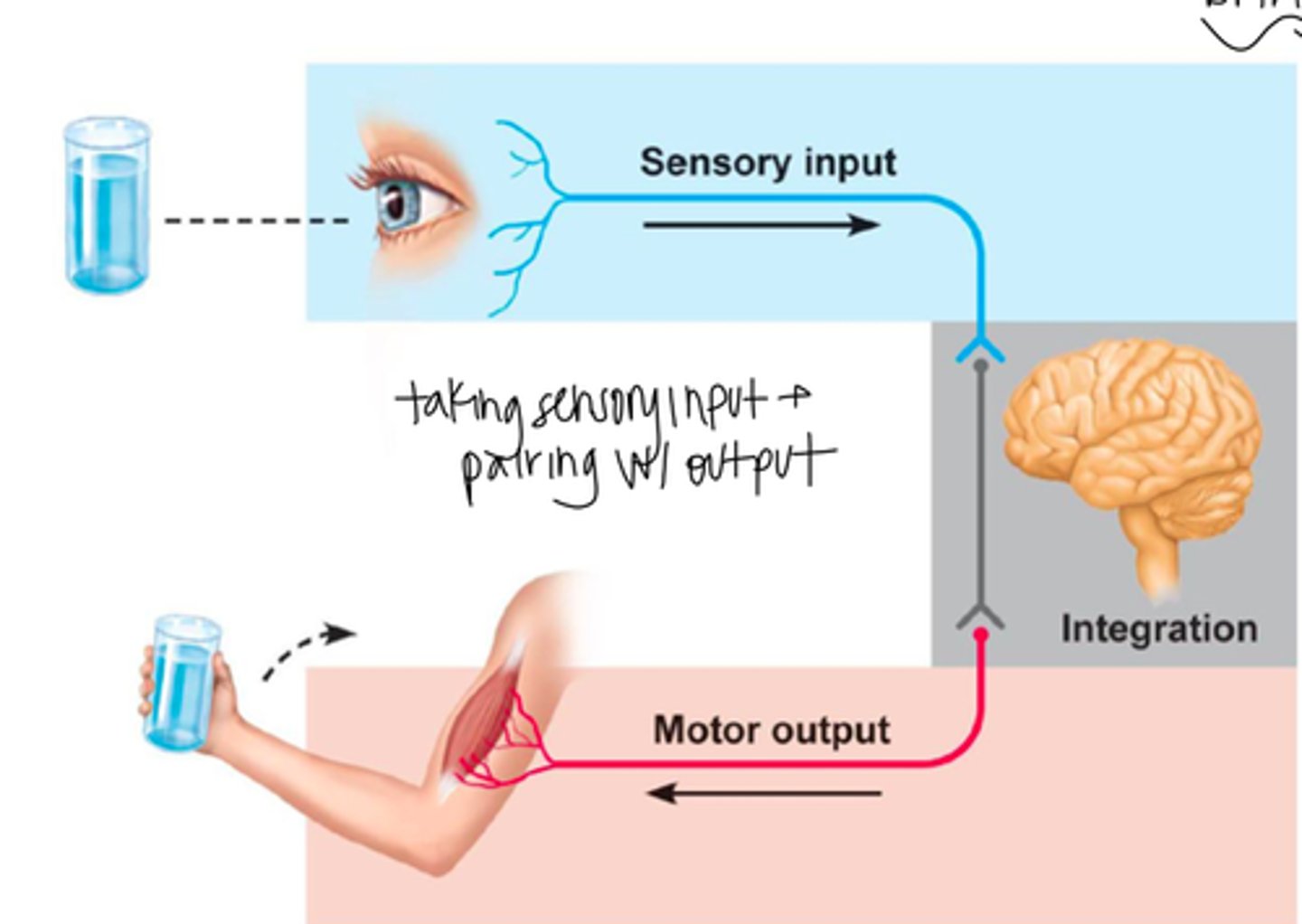 <p>Sensory Input, Integration, Motor Output (activates effectors)</p>