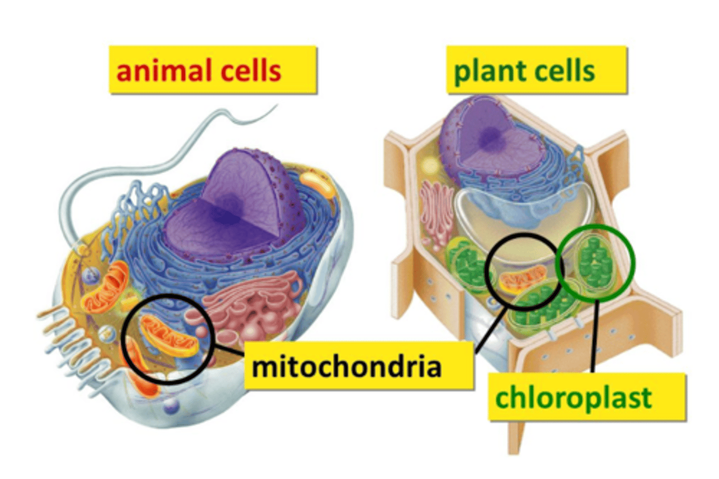 <p>an organelle in a cell that produces ATP. This is where cellular respiration takes place.</p>