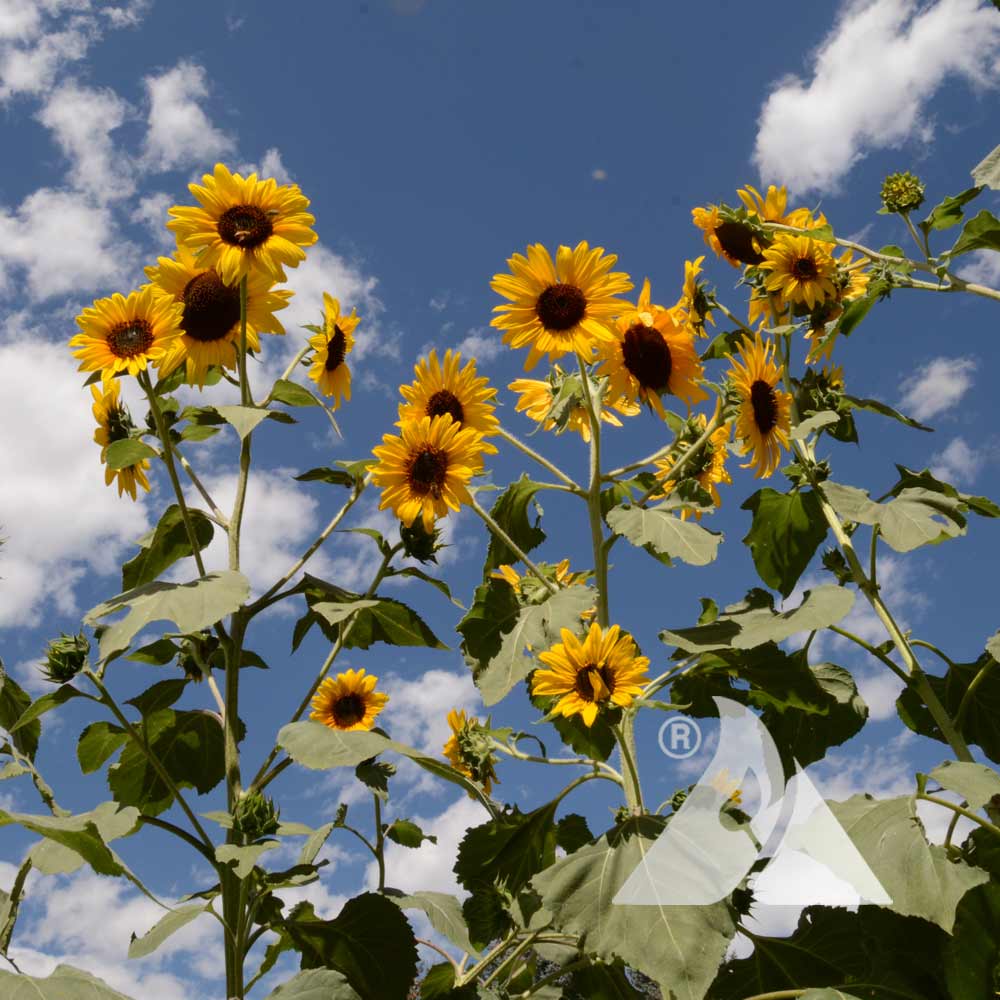 <p>Hairy leaved sunflower</p>