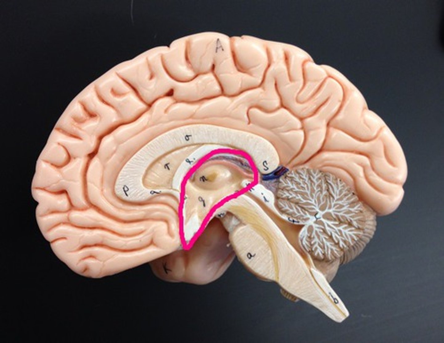 <p>Sensory relay center, controls autonomic functions, linked with limbic system</p>