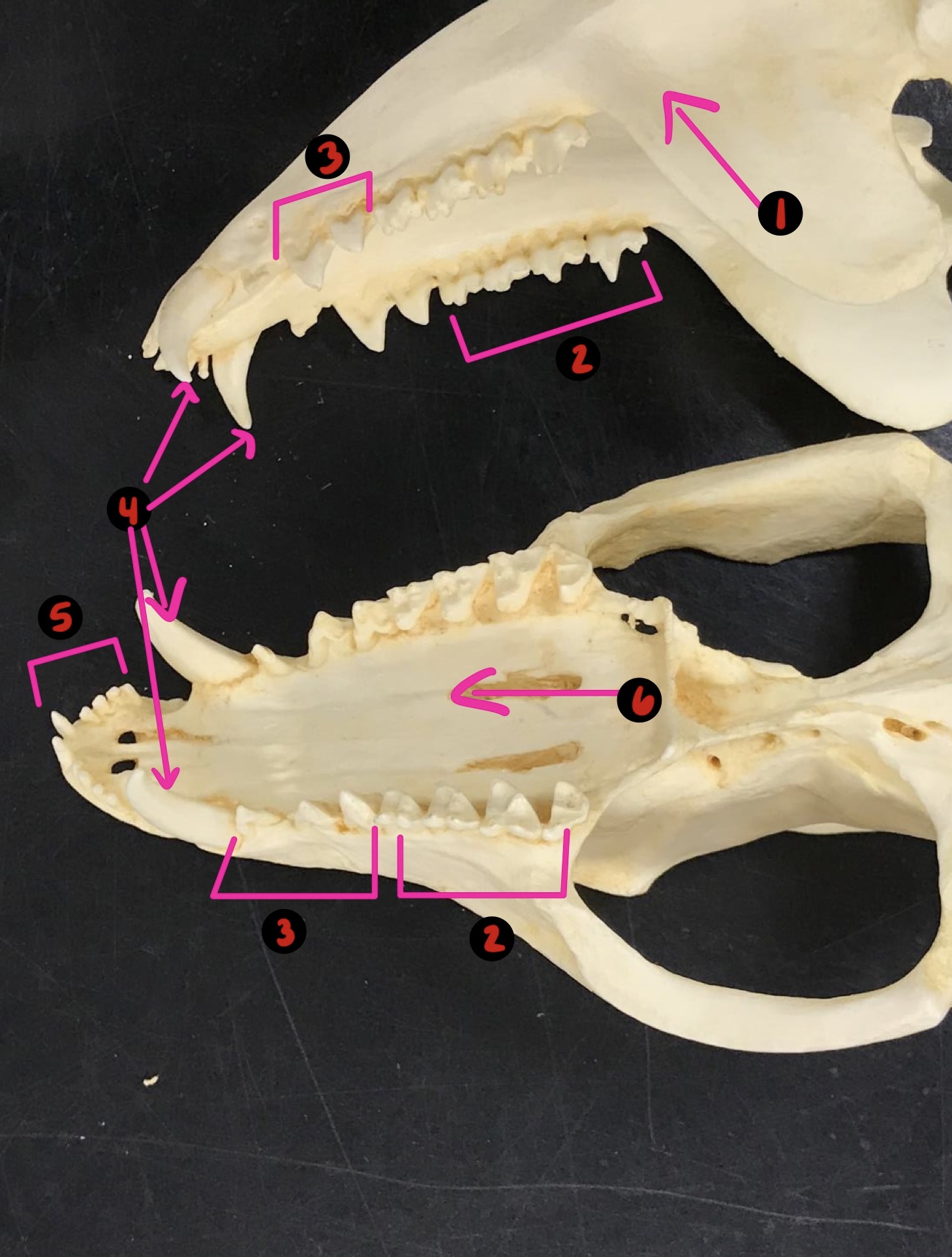 <p>Opossum skull- 3</p>