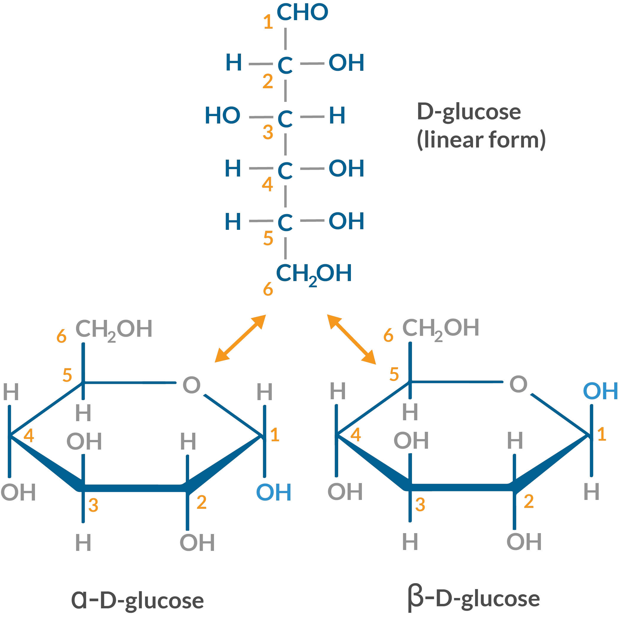 <p>hexose sugar; monomer of lactose, maltose, sucrose and polysaccharides like starch and glycogen. aldehyde</p>