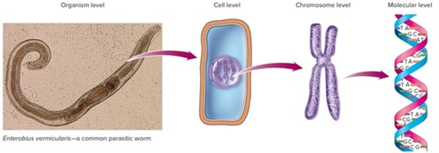 <p>-organism level</p><p>-cell level</p><p>-chromosome level</p><p>-molecular level</p>