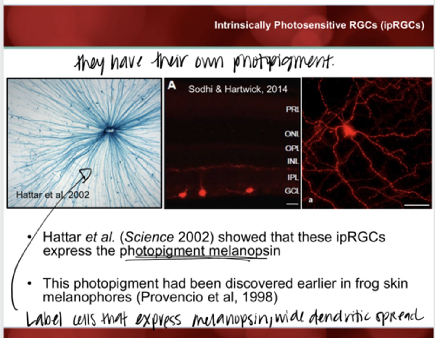 <p>ipRGCs express what?</p>