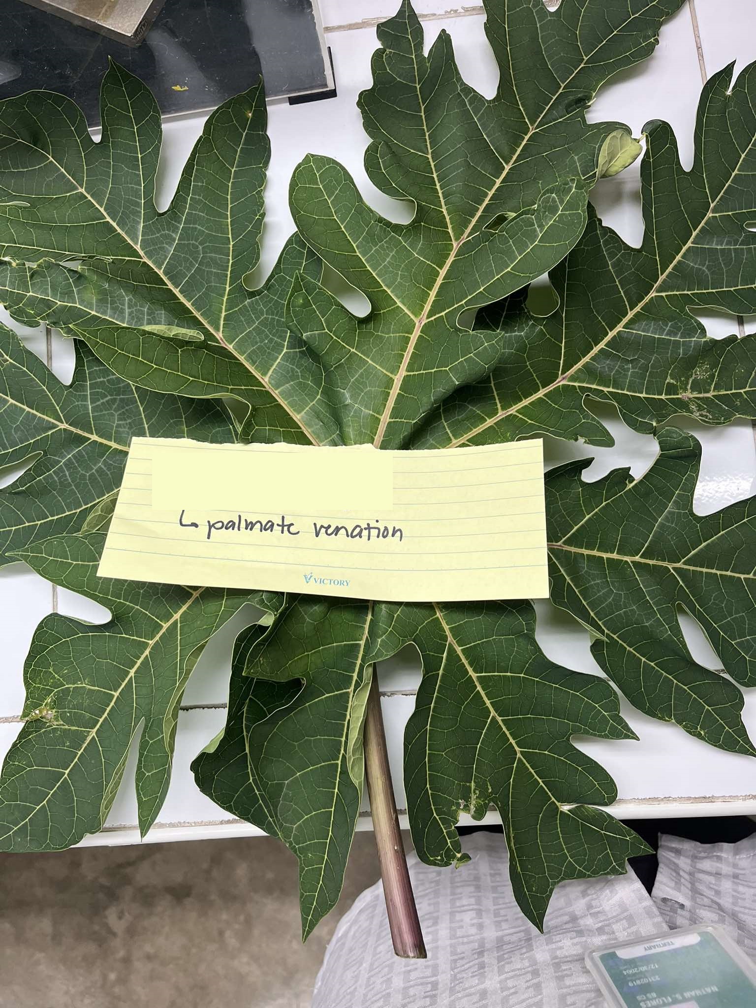 <p>papaya</p>