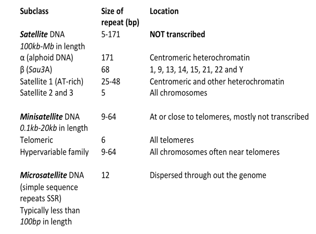 <p>Tandem repeats: repeated DNA sequences found next to each other - broad spectrum of which satellites are a part of <br>Satellites: Large, highly repetitive sequences in centromeres (centre of DNA) or telomeres (end loops of DNA - help protect from digestive elements). <br>Mini and Microsatellites: Smaller repeats, often in telomeres or near genes. <br>Interspersed repeats: Transposable elements</p>