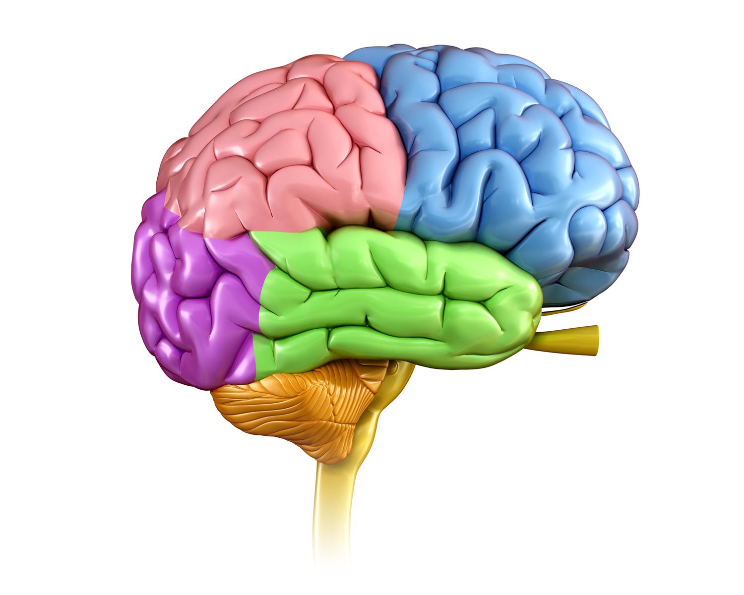 <ul><li><p>frontal lobe: denken, geheugen, gedrag en beweging </p></li><li><p>temporal lobe: horen, leren en gevoelens</p></li><li><p>Brain stem (=medulla oblangata): ademhailng, hartslag en temp</p></li><li><p>parietal lob (= cerebral cortex): taal en tastzin </p></li><li><p>occipital lobe: zicht</p></li><li><p>Cerebellum: evenwicht en coördinatie </p></li></ul><p></p>