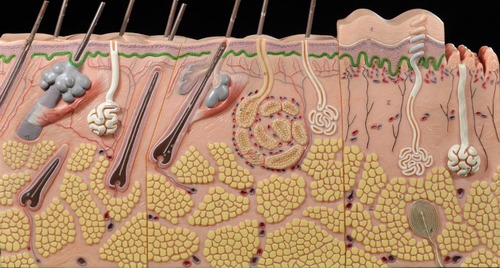 <p>The deepest layer of the epidermis</p>