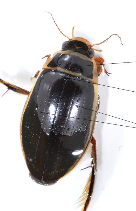 <p>hardened fore wings</p>