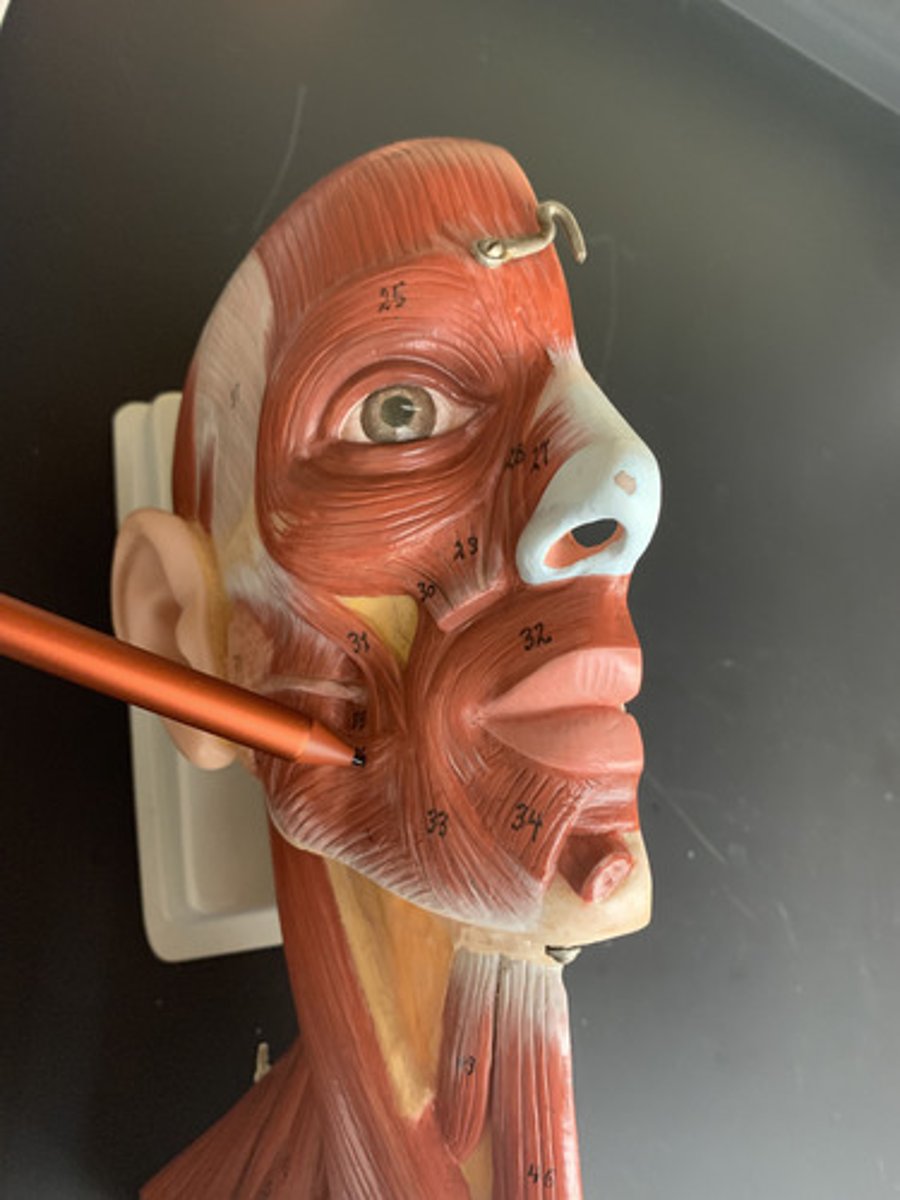 <p>O: fascia associated with masseter</p><p>I: angle of mouth</p><p>A: draws angle of mouth to side</p><p></p>