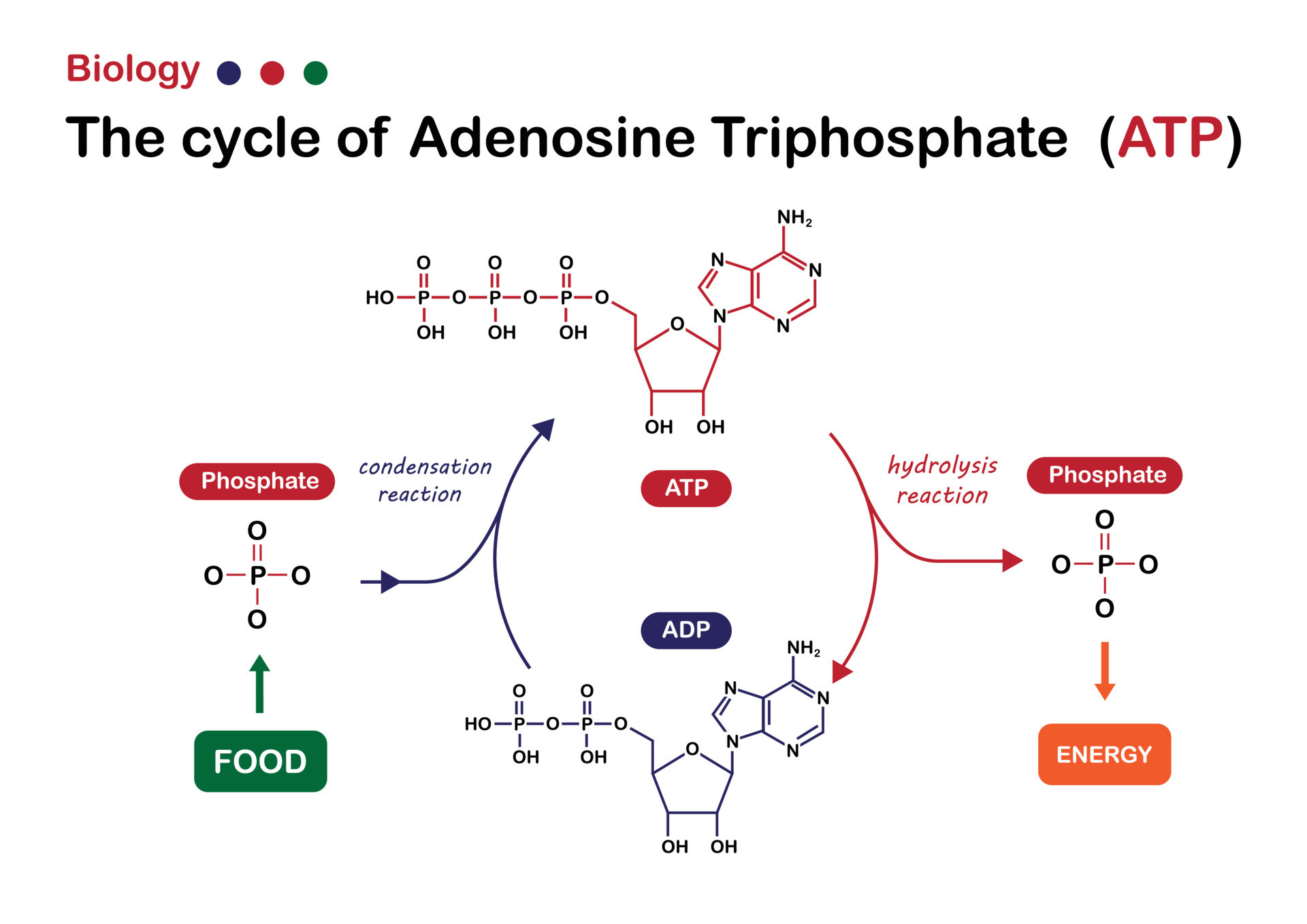 <p>how does atp store and release its energy&nbsp;</p>
