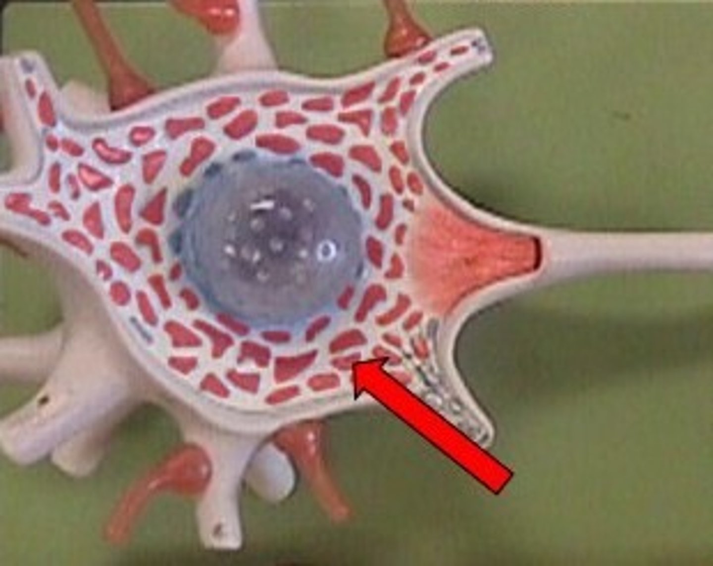 <p>substance on the cell body when helps make proteins via translation</p>