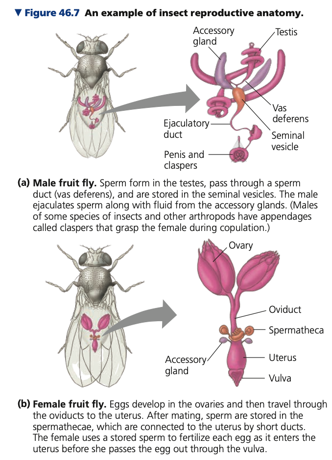 
2. **Accessory tubes and glands**

* Found in more elaborate reproductive

  systems
* Carry, nourish, and protect the

  gametes and sometimes the

  developing embryos
* ***_______***: sacs in which sperm

  may be kept alive and stored for extended periods found in the female reproductive system in many ____ species