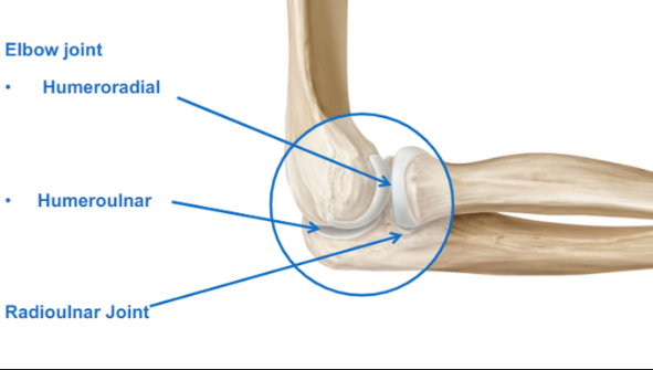 <ul><li><p>Humeroradial (humeros to radius)</p></li><li><p>Humeroulnar (humeros to ulna)</p></li><li><p>Radioulnar Joint (radius and ulna)</p></li></ul>