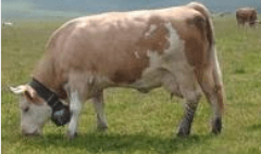 <p>dual breed ( in the US, considered a beef breed), can be red, black, red and white, or black and white, relatively large framed cow</p>