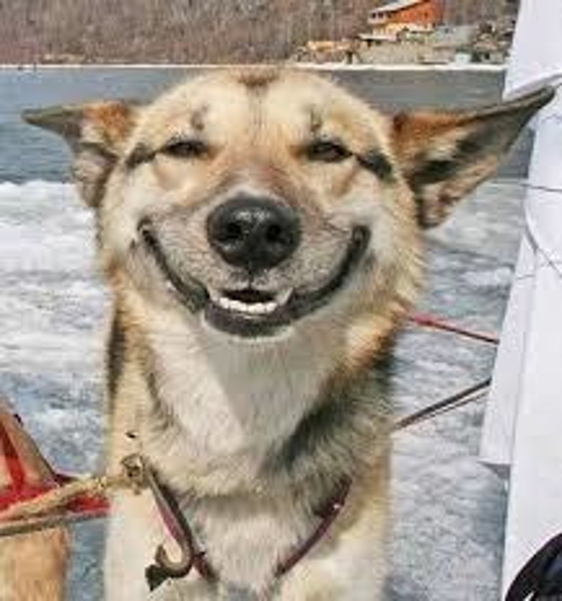 <p>to be cheerful/happy</p>