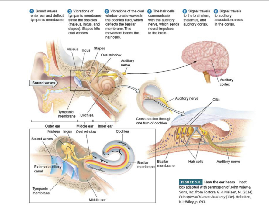 <p></p><p>• Sound waves enter the outer ear</p><p>• Waves hit the tympanic membrane (eardrum)</p><p>• Waves pass into the middle ear, which contains the three smallest bones in the human body: the ossicles: maleus (hammer), incus (anvil), and stapes (stirrup)</p><p></p><p>• Stapes hits the oval window, causing a wave to form in the fluid in the cochlea</p><p>• The fluid deflects the basilar membrane, bending its hair cells that transduce the fluid sound wave into electrical activity</p><p>• As hair cells move, neural impulses are created and sent to the brain</p>