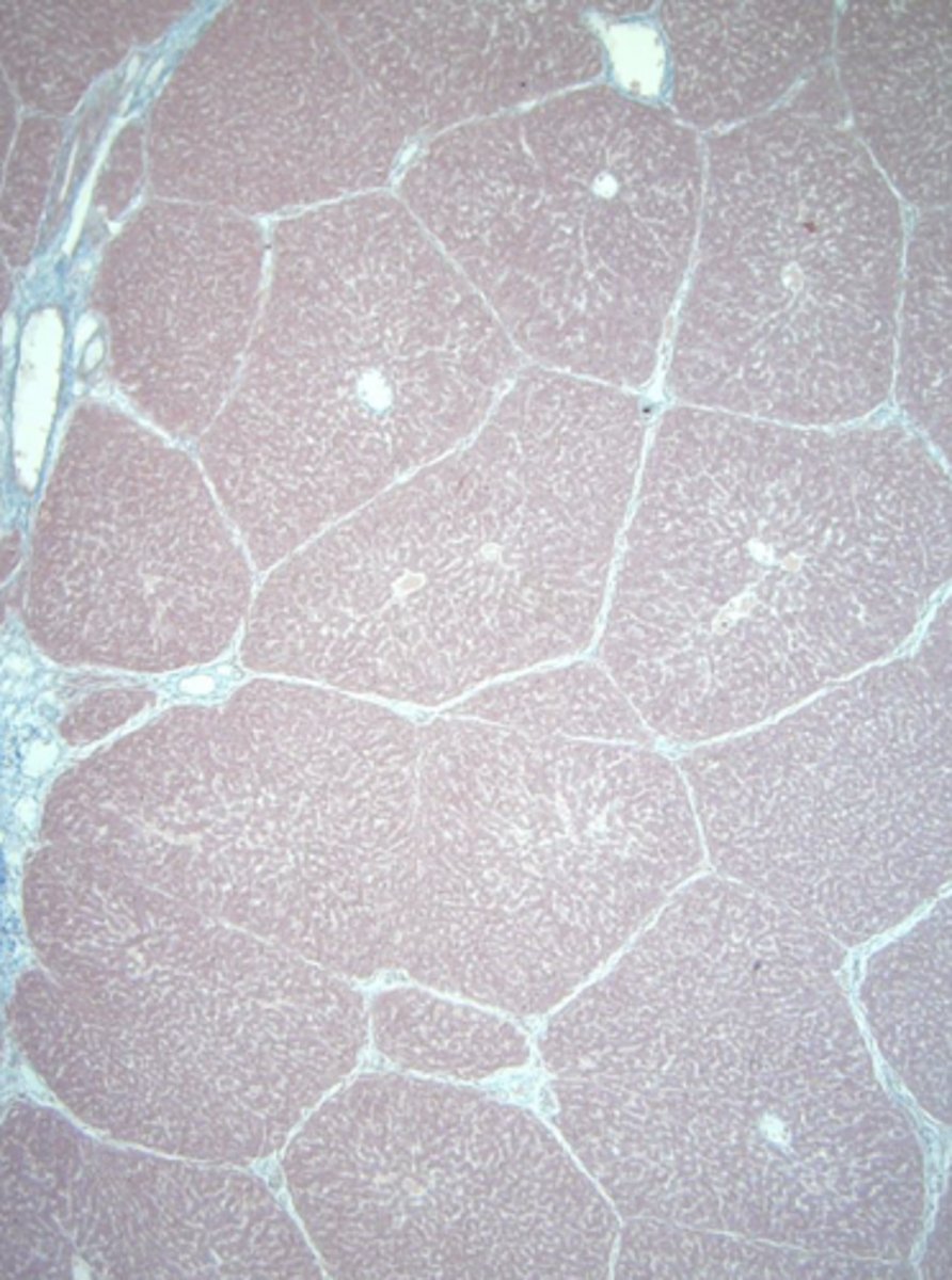 <p>name the tissue</p>