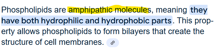 <p>amphipathic nature of phospholipids is critical for cell biology because <strong><mark>it allows them to spontaneously form lipid bilayers, the foundation of cell membranes, with their hydrophilic heads facing the aqueous environment and hydrophobic tails oriented inwards, effectively creating a barrier separating the cell interior from the extracellular fluid</mark></strong>;. The saturation level of the fatty acid tails directly impacts membrane fluidity, where more unsaturated fatty acids lead to increased fluidity due to "kinks" in the tails preventing close packing, while saturated fatty acids with straight tails result in a more rigid membrane.<span>&nbsp;</span></p><p><strong>Key points:</strong></p><ul><li><p><strong>Amphipathic nature:</strong></p><p>Phospholipids have a hydrophilic phosphate head and hydrophobic fatty acid tails, enabling them to interact with both water and nonpolar molecules.<span>&nbsp;</span></p></li><li><p><strong>Bilayer formation:</strong></p><p>This property allows phospholipids to spontaneously arrange themselves into a bilayer structure in aqueous environments, with the hydrophilic heads exposed to water and the hydrophobic tails facing each other.<span>&nbsp;</span></p></li><li><p><strong>Membrane fluidity:</strong></p><p>The saturation level of fatty acid tails significantly impacts membrane fluidity.<span>&nbsp;</span></p></li><li><p><strong>Unsaturated fatty acids:</strong></p><p>Presence of double bonds in unsaturated fatty acids creates "kinks" in the tails, preventing tight packing and increasing membrane fluidity.<span>&nbsp;</span></p></li><li><p><strong>Saturated fatty acids:</strong></p><p>Saturated fatty acids with no double bonds can pack closely together, leading to a more rigid membrane.<span>&nbsp;</span></p></li></ul><ul><li><p>The Lipid Bilayer - Molecular Biology of the Cell - NCBI</p><p><span>The tails are usually fatty acids, and they can differ in length (they normally contain between 14 and 24 carbon atoms). ... Diffe...</span></p><p>NCBI</p></li><li><p>Cell Membranes - The Cell - NCBI Bookshelf</p><p><span>The fundamental building blocks of all cell membranes are phospholipids, which are amphipathic molecules, consisting of two hydrop...</span></p><p>NCBI<br></p></li></ul><p></p>