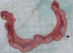 <p>Identify the specie where this organ came from and determine the organ system</p>