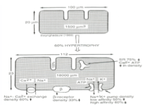 <ul><li><p class=""><strong>Allongement et élargissement</strong>&nbsp;de la cellule</p></li><li><p class=""><strong>Augmentation de l’expression de certains récepteurs membranaires</strong></p></li><li><p class=""><strong>Diminution de l’expression d’autres protéines</strong></p></li><li><p class="">Changements observés notamment au niveau du&nbsp;<strong>sarcolemme qui s’invaginent </strong>dans les&nbsp;<strong>tubes transverses</strong></p></li></ul><p></p>
