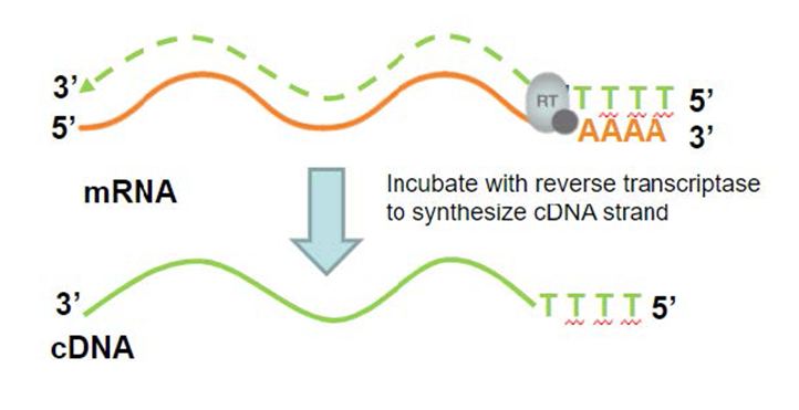 <ul><li><p><strong><span>uses the enzyme reverse transcriptase to make DNA from an RNA template&nbsp;</span></strong></p><ul><li><p><strong><span>mRNA is pureed from cells of interest&nbsp;</span></strong></p></li><li><p><strong><span>poly -T primer binds to poly-A tail of mRNA; makes it DS&nbsp;</span></strong></p><ul><li><p><strong><span>Reverse transcriptase needs DS nucleotide to bind and begin transcription&nbsp;</span></strong></p></li></ul></li><li><p><strong><span>Reverse transcriptase uses mRNA template to make cRNA&nbsp;</span></strong></p></li><li><p><strong><span>RNA is partially degraded by RNases&nbsp;</span></strong></p><ul><li><p><strong><span>DNA polymerase needs DS nucleotide to bind and begin transcription&nbsp;</span></strong></p></li></ul></li><li><p><strong><span>DNA polymerase uses cDNA strand as a template to make DS cDNA&nbsp;</span></strong></p></li><li><p><strong><span>Result: complementary DNA strand containing DNA copy of mRNA&nbsp;</span></strong></p></li></ul></li></ul><p><br></p>