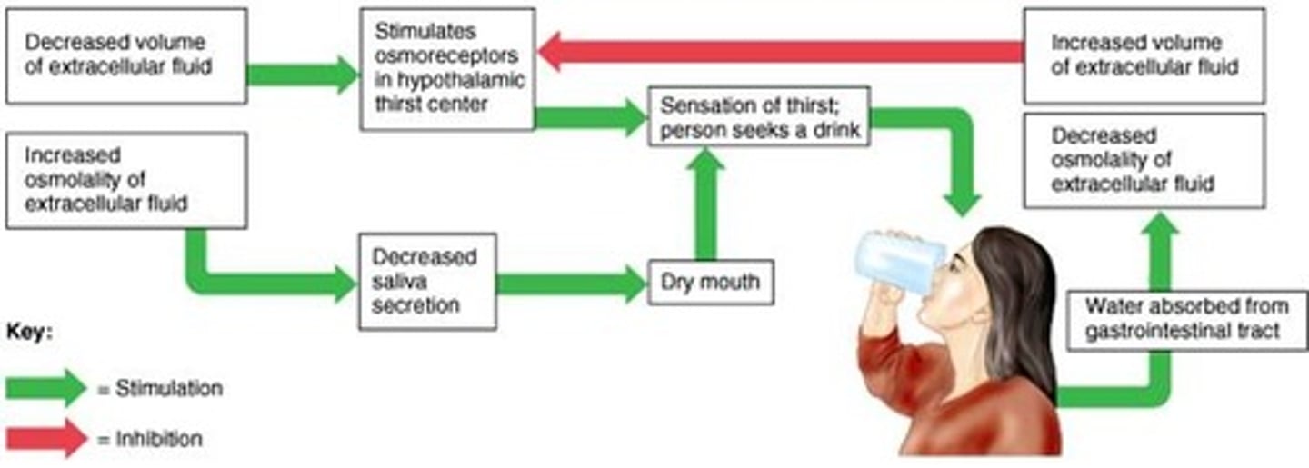 <p>This mechanism helps regulate water output. Osmoreceptors in the hypothalamus detect high osmolarity, triggering production of ADH as you become thirsty. This causes changes in water permeability in the distal convoluted tubules and collecting ducts so that water is minimized. If low osmolarity is detected (proper hydration), ADH is not secreted in high levels, so water can be lost through urination as the distal convoluted tubule and collecting duct are not permeable to water now</p>