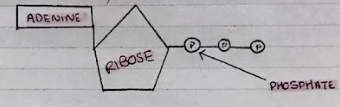 <p>Adenosine Triphosphate (ATP) is a nucleotide derivative. It is often known as a phosphorylated nucleotide.</p><p>The formation of ATP requires energy, which originates from sunlight.</p>