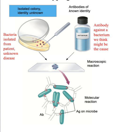 <p>Serotyping </p>
