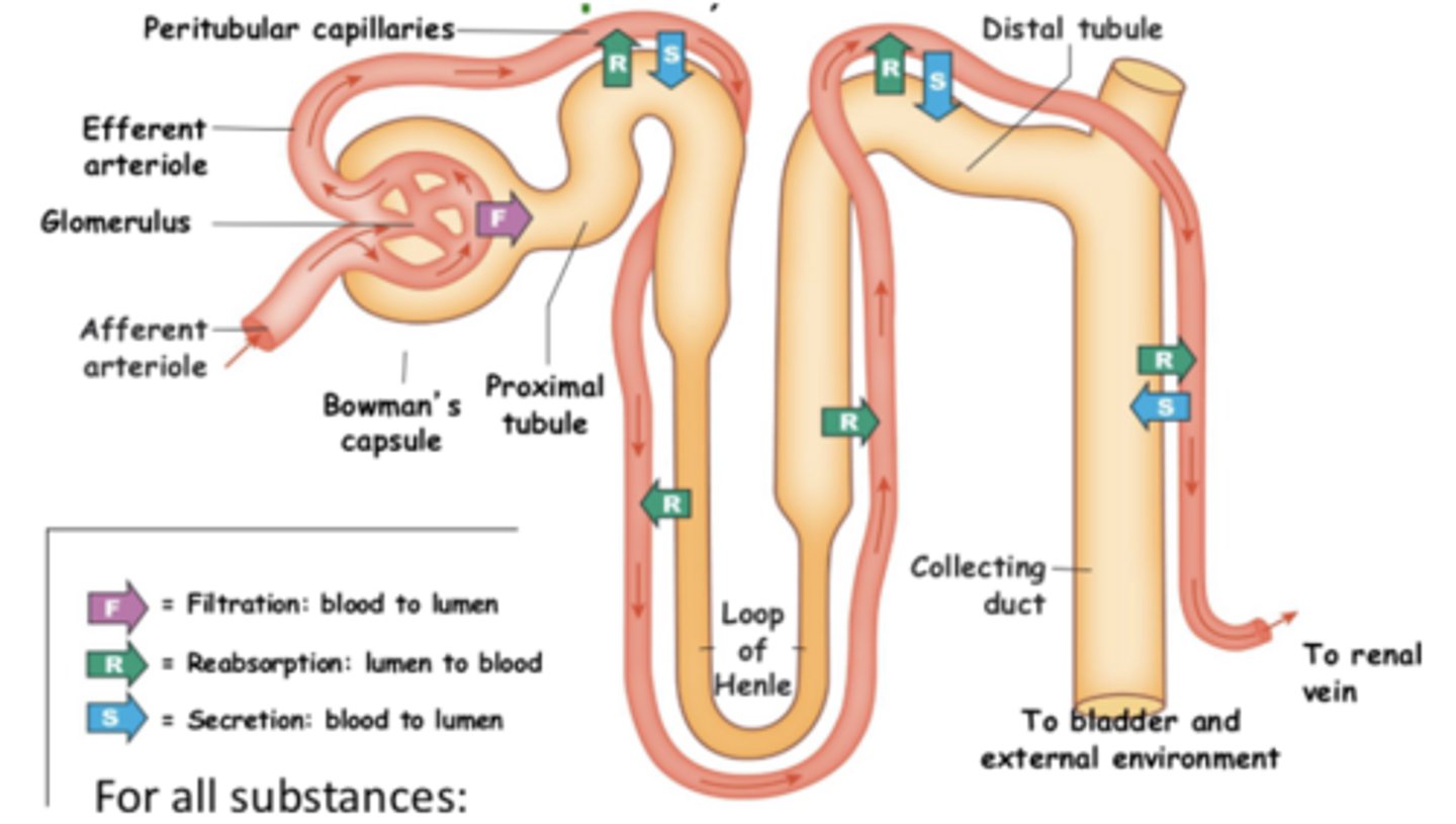 <p>urinary excretion of a substance depends on its ___? give the formula to determine this</p>