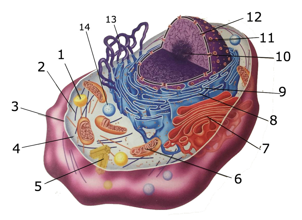 <p>Ribosomi</p>