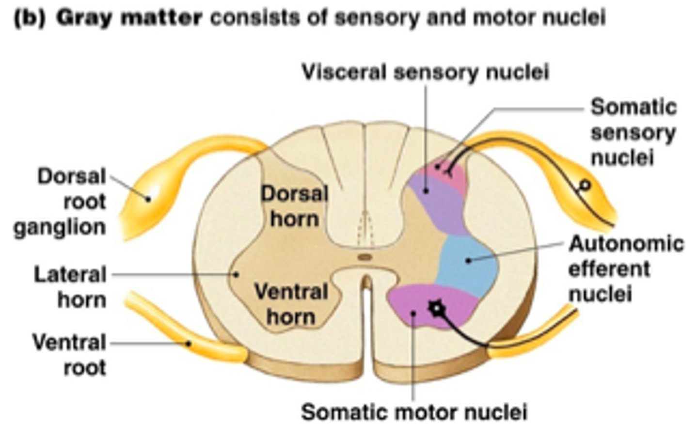 <p>Ventral= contains axons of motor neurons that have their cell bodies in grey matter of spinal cord</p><p>Dorsal= contains axons of sensory neurons that have their cell bodies in a small swelling on root= dorsal root ganglion</p>