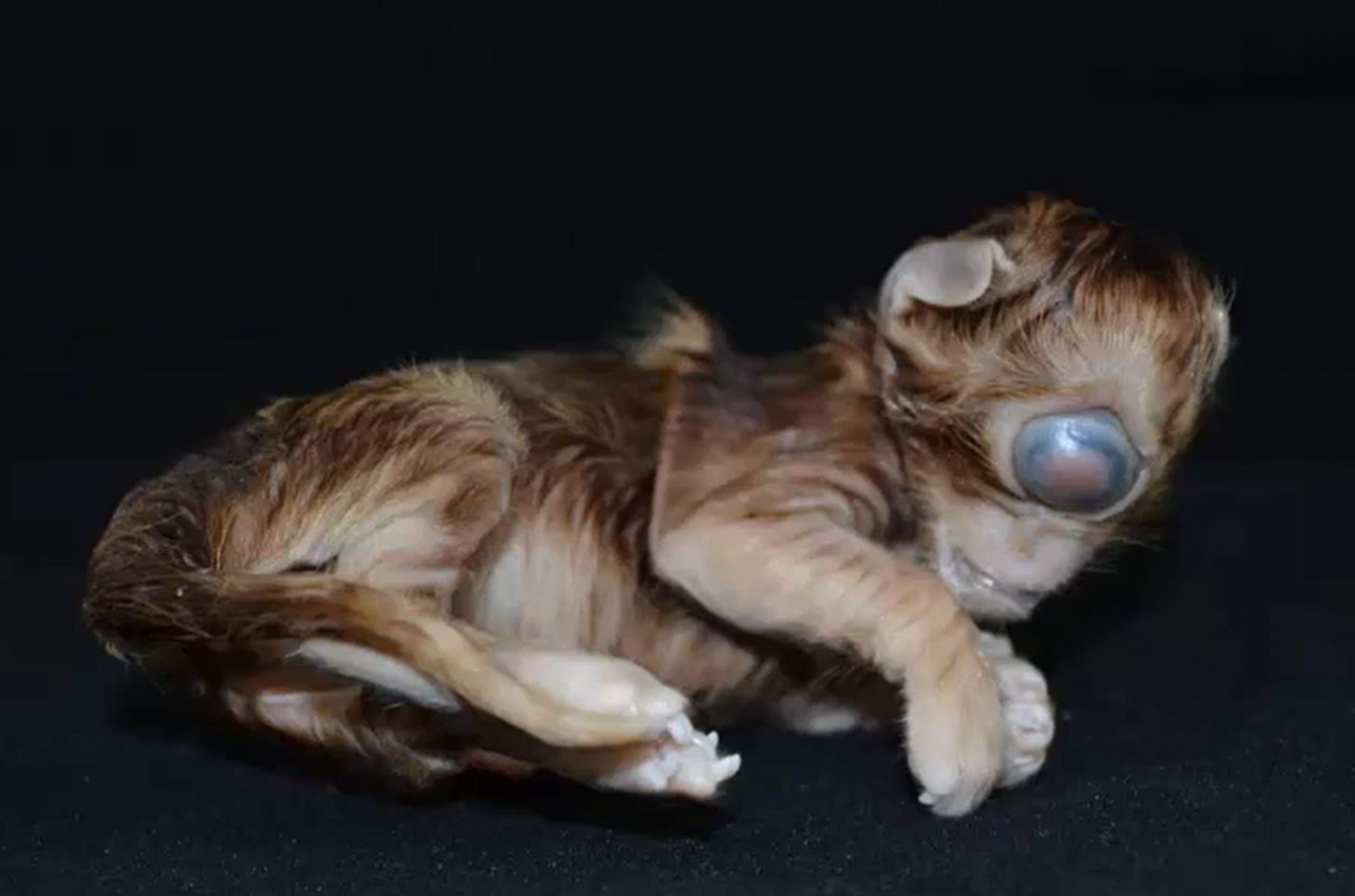 <p>Kitten. MDX and likely cause </p>