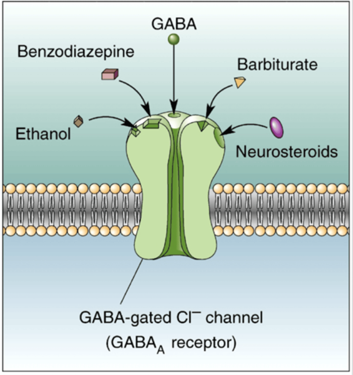 <p>GABAa have the orthosteric site (where GABA binds) and allosteric/ modulatory sites where other substrates can bind.</p>