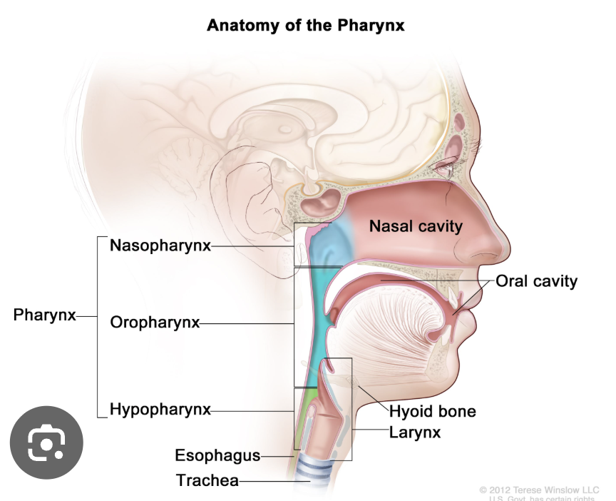 <p>Superior boundary: level of hyoid bone&nbsp;</p><p>Anterior boundary: epiglottis&nbsp;</p><p>Inferior boundary: upper esophageal sphincter (esophagus)&nbsp;</p>