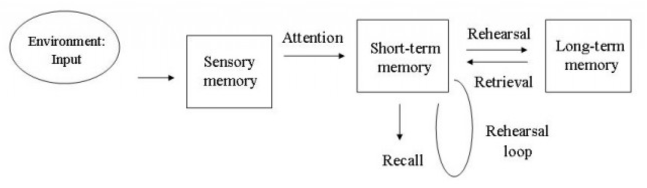 <table style="min-width: 25px;"><colgroup><col style="min-width: 25px;"></colgroup><tbody><tr><td colspan="1" rowspan="1" style="border-width: 1pt; border-style: solid; border-color: rgb(0, 0, 0); vertical-align: top; padding: 5pt; overflow: hidden; overflow-wrap: break-word;"><p><span style="background-color: transparent; font-family: "Times New Roman", serif;"><span>Argues that short-term memory is limited in both capacity and duration.</span></span></p></td></tr></tbody></table><p></p>